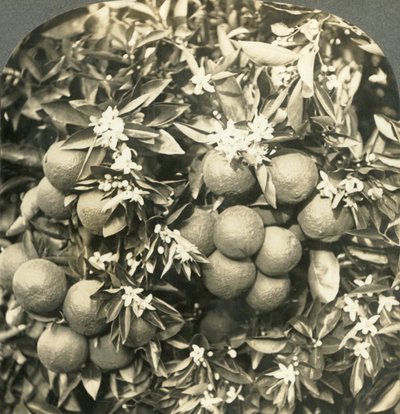 Flores de Naranjo y Naranjas Maduras Creciendo en el Mismo Árbol, California, c1900 de Keystone View Company