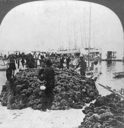 Mercado de esponjas, puerto de Key West, Florida, EE.UU., c1900 de Keystone View Company