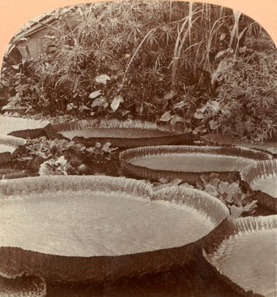 Lirio Thureza, Jardín Botánico, Hamburgo, Alemania de Keystone View Company