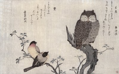 Un Búho y dos Camachuelos Orientales, de un álbum 