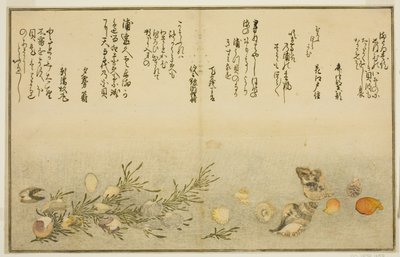 Beni-gai, hora-gai, urauzu-gai, wasure-gai, chiyonohana-gai y masuho-gai, del libro ilustrado "Regalos de la marea baja (Shiohi no tsuto)" de Kitagawa Utamaro
