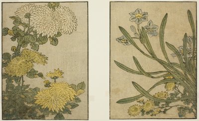 Crisantemo y narciso, del libro ilustrado "Libro de imágenes: Flores de las cuatro estaciones (Ehon shiki no hana)," vol. 2 de Kitagawa Utamaro