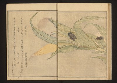 Cigarra y araña en el maíz de Kitagawa Utamaro