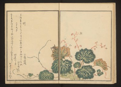 Lombriz de tierra y grillo negro sobre saxifrage rastrero de Kitagawa Utamaro