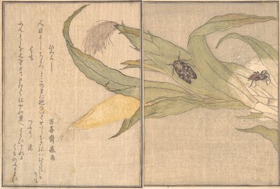 Cigarra vespertina, Higurashi, araña, Kumo... de Kitagawa Utamaro