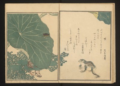 Ranas y bicho de oro cerca de loto de Kitagawa Utamaro