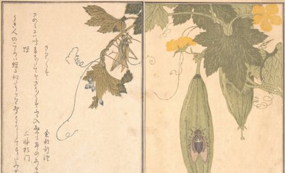Saltamontes Kirigirisu, Cigarra Semi..., 1788 de Kitagawa Utamaro