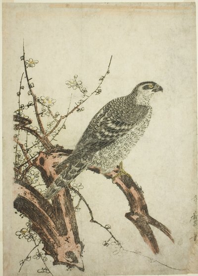 Halcón en una rama de ciruelo de Kitagawa Utamaro