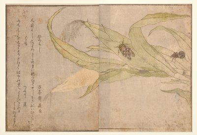 Higurashi y araña, 1788 (xilografía) de Kitagawa Utamaro