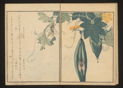 Katydid y cigarra sobre calabaza de Kitagawa Utamaro
