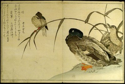 Miríada de pájaros: Un concurso de kyoka (Momo chidori kyoka awase) de Kitagawa Utamaro