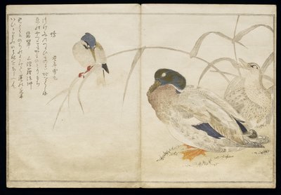 P.332-1946 Vol.2 f.7 Dos patos salvajes y un martín pescador común, de un álbum 