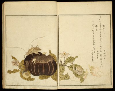 Libro ilustrado: Insectos selectos (Ehon mushi erabi) de Kitagawa Utamaro