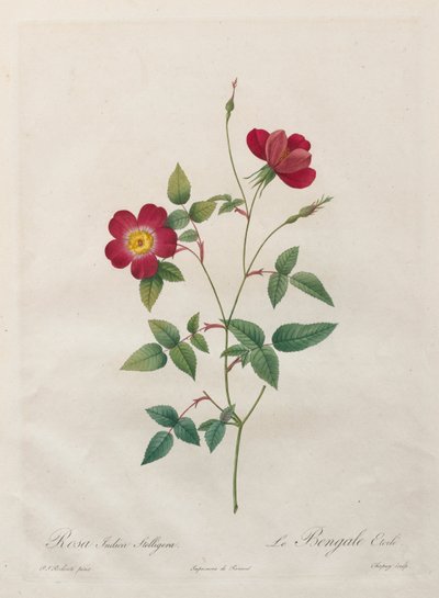 Rosa Indica Stelligera de Kitagawa Utamaro