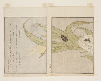 Araña y cigarra vespertina de Kitagawa Utamaro