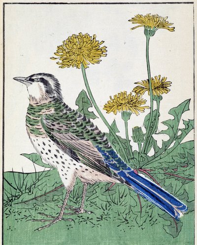 Pájaro. Dibujo japonés de Kitao Kosuisai de Kitao Shigemasa