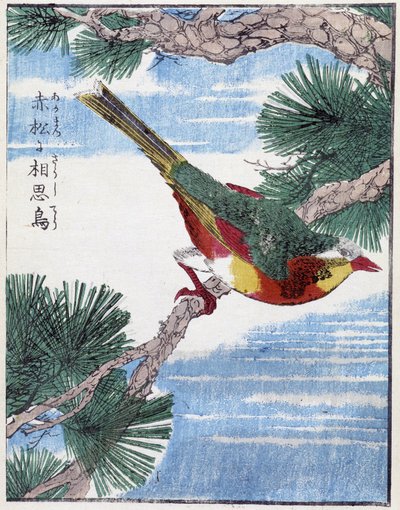 Pájaro en un árbol. Dibujo japonés de Kitao Kosuisai de Kitao Shigemasa
