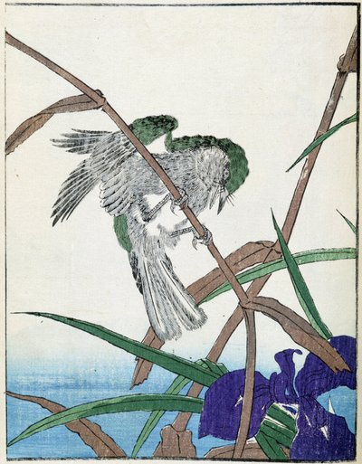 Pájaro en un árbol. Dibujo japonés de Kitao Kosuisai de Kitao Shigemasa
