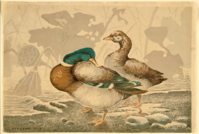 Patos y loto marchito de Kiyochika Kobayashi