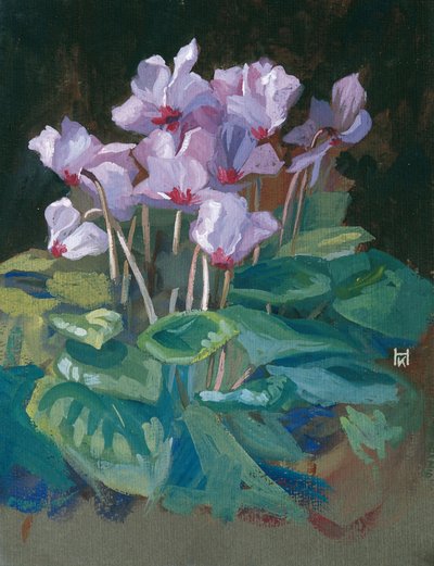 Cyclamen de Klara Hasslwander
