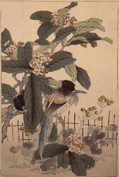 Pájaros de Cola Azul entre las Flores de Bunrei Kacho Gafu, pub. 1885 de Kono Bairei
