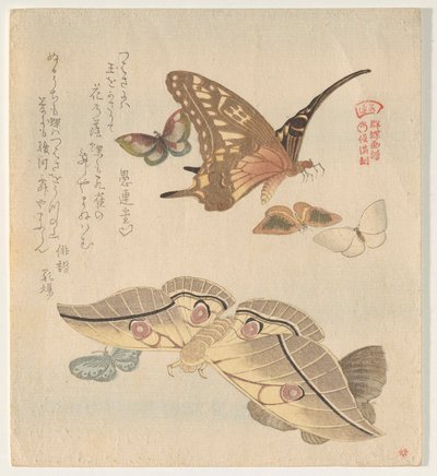 Mariposas y polillas, de la serie Una bandada de mariposas (Gunch? Gafu) de Kubo Shunman