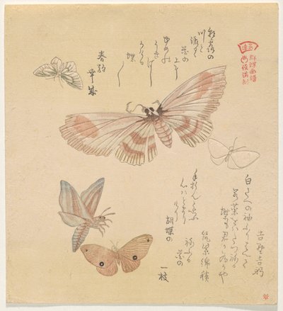 Mariposas y polillas, de la serie Una bandada de mariposas (Gunch? Gafu) de Kubo Shunman