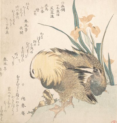 Pareja de patos mandarines y flores de iris, finales del siglo XVIII-principios del siglo XIX de Kubo Shunman