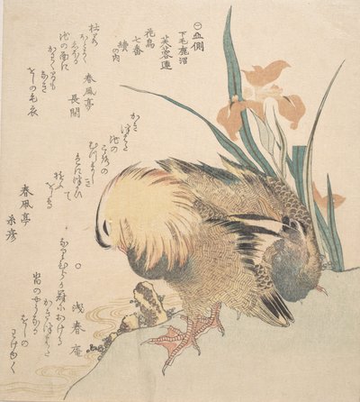 Pareja de patos mandarines y flores de iris, finales del siglo XVIII-principios del XIX de Kubo Shunman