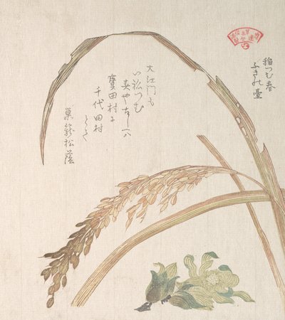 Planta de arroz y Butter-Burs de Kubo Shunman