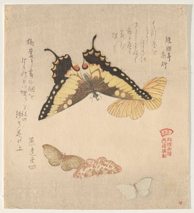 El manual de pintura de bandada de mariposas (Guncho? Gafu) de Kubo Shunman