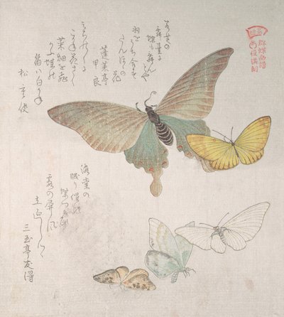 Varios polillas y mariposas, siglo XIX de Kubo Shunman