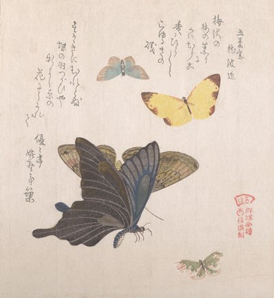 Varios polillas y mariposas, siglo XIX de Kubo Shunman
