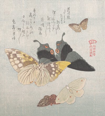 Varias polillas y mariposas, siglo XIX de Kubo Shunman