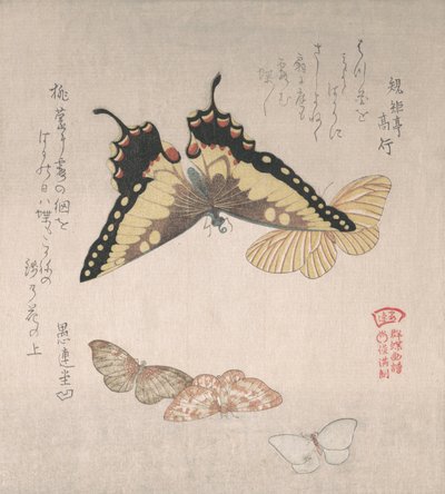 Varias polillas y mariposas, siglo XIX de Kubo Shunman