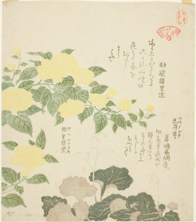 Rosas amarillas (Yae yamabuki) y saxífragas rastreras (Yukinoshita), de la serie "Colección de plantas para el círculo de poesía Kasumi (Kasumi-ren somoku awase)" de Kubo Shunman