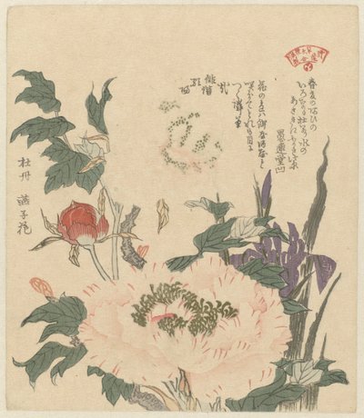 peonias e iris Kakitsubata botan (título sobre el objeto) Una selección de plantas para la Sociedad de Poesía Kasumi (título de la serie) Kasumiren sômoku awase (título de la serie sobre el objeto) de Kubota Shunman