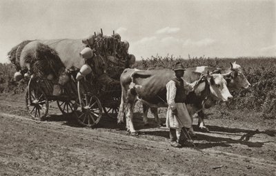 Rumanía: Comerciante de cerámica (foto en blanco y negro) de Kurt Hielscher
