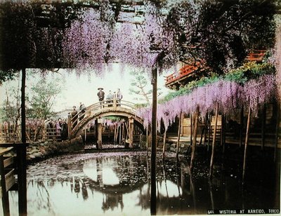 Glicinas en Kameido, Tokio de Kusakabe (attr. to) Kimbei