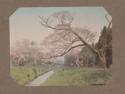 Personas y cerezos en flor a ambos lados de un arroyo en Koganei, Tokio, Japón de Kusakabe Kimbei