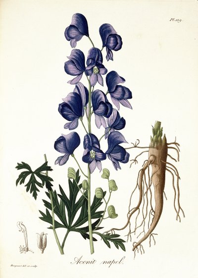 Aconitum Napellus de 