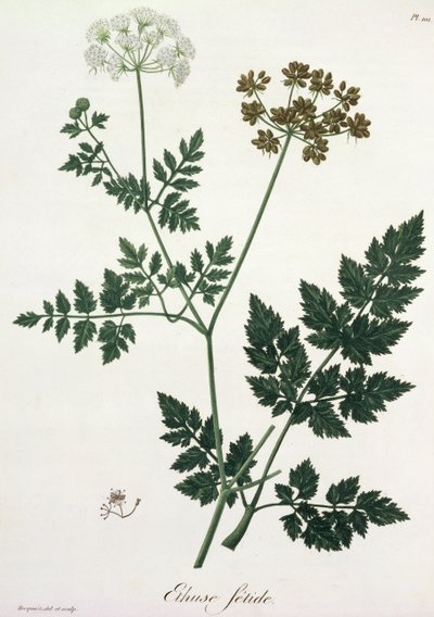 Aethusa Cynapium de 