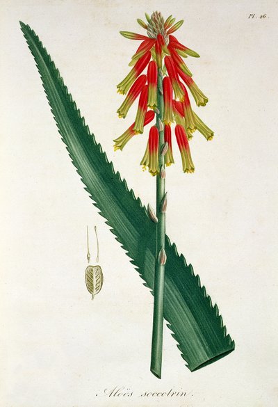 Aloe de 