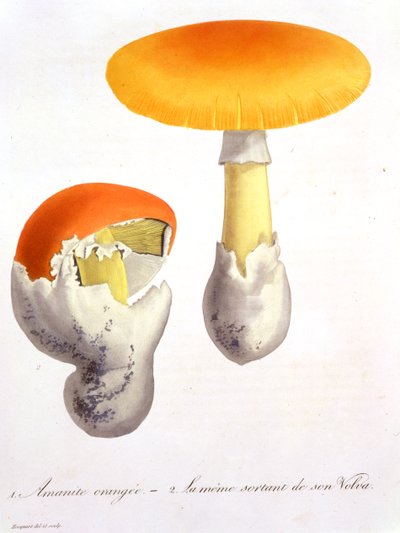 Amanita Caesaria de 