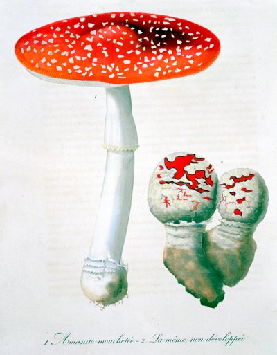 Amanita Muscaria de LFJ Hoquart