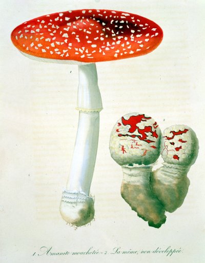 Amanita Muscaria de 