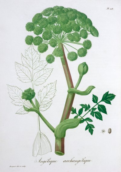 Angelica Archangelica Garden Angelica de LFJ Hoquart