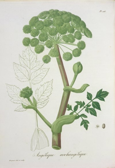 Angelica Archangelica de 