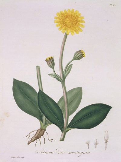 Arnica Montana de 