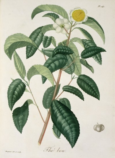 Camellia Thea de 